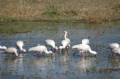 Many egrets 